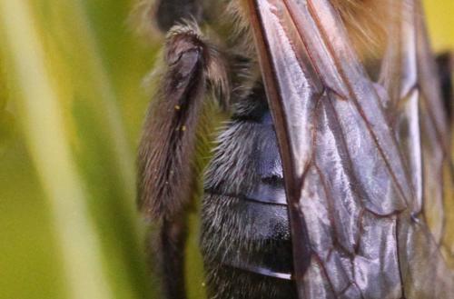Andrena nitida